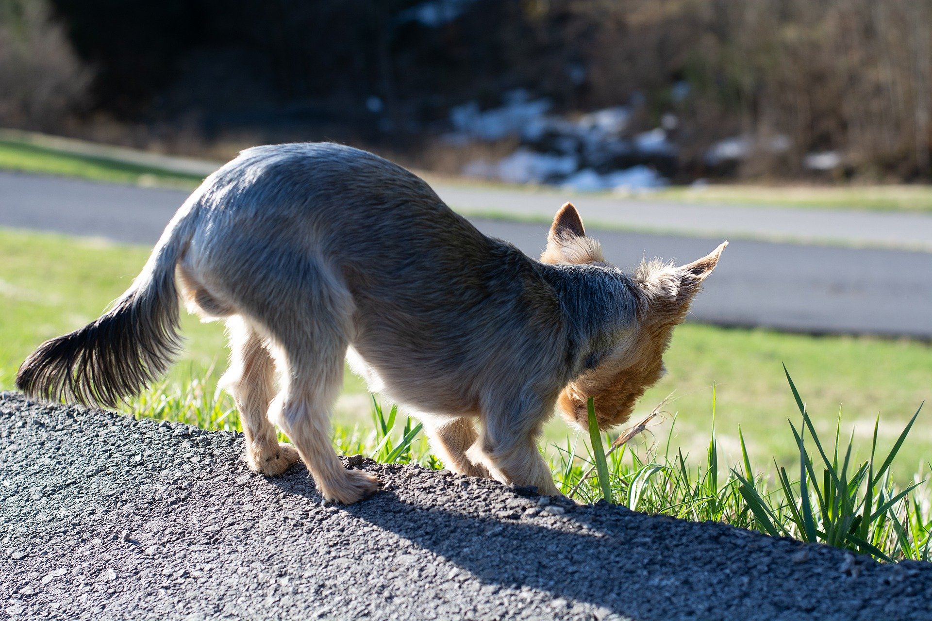 How to Prevent Boredom (and Mischief) in Your Dog