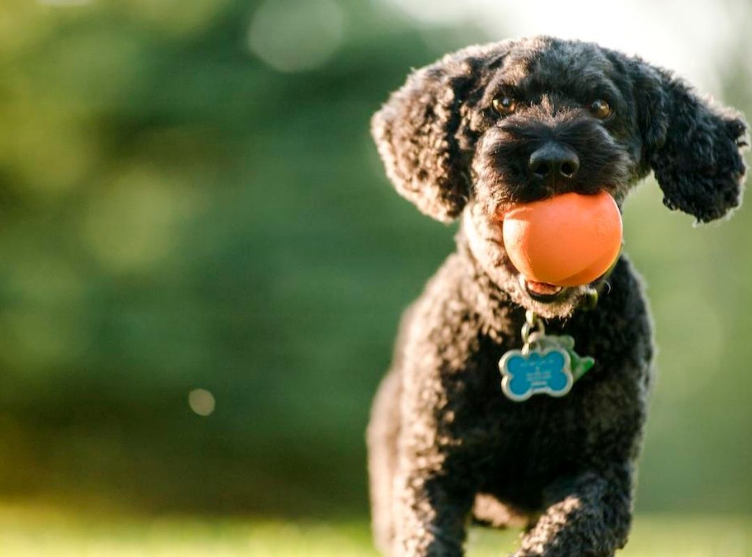 Best Toys for Your Dogs
