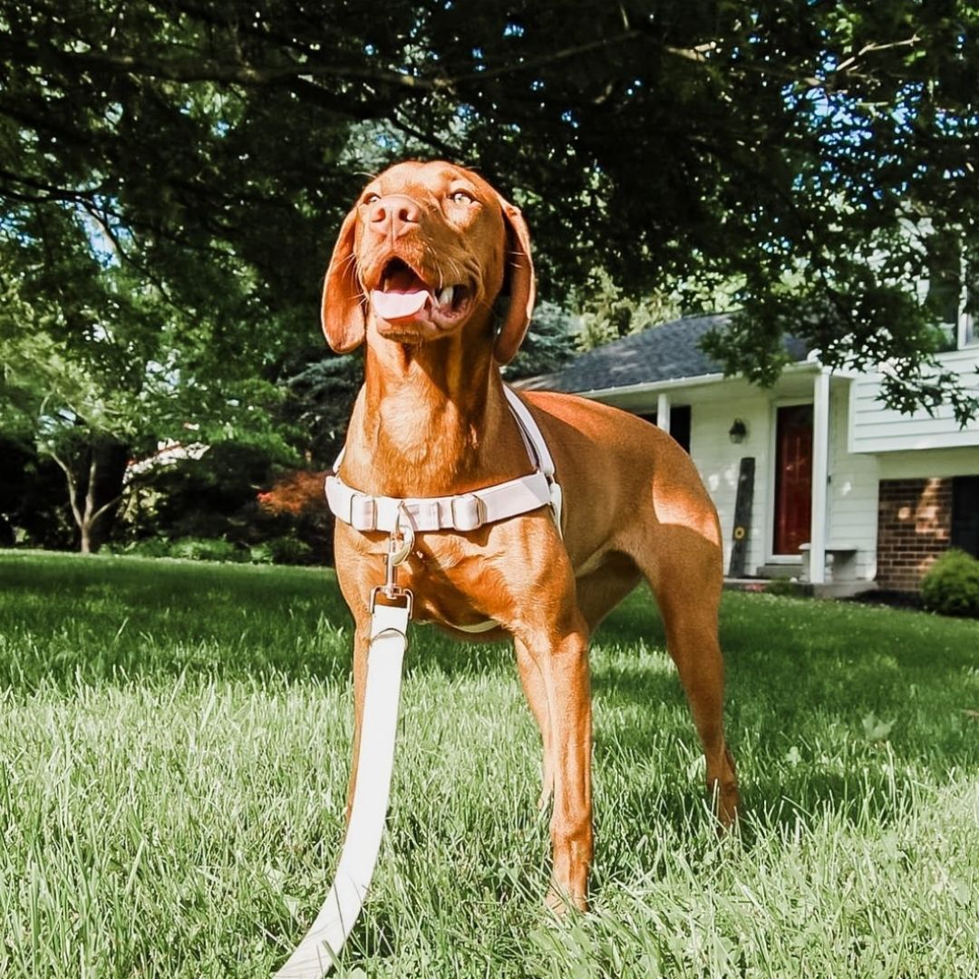 Vizsla no shop pull harness