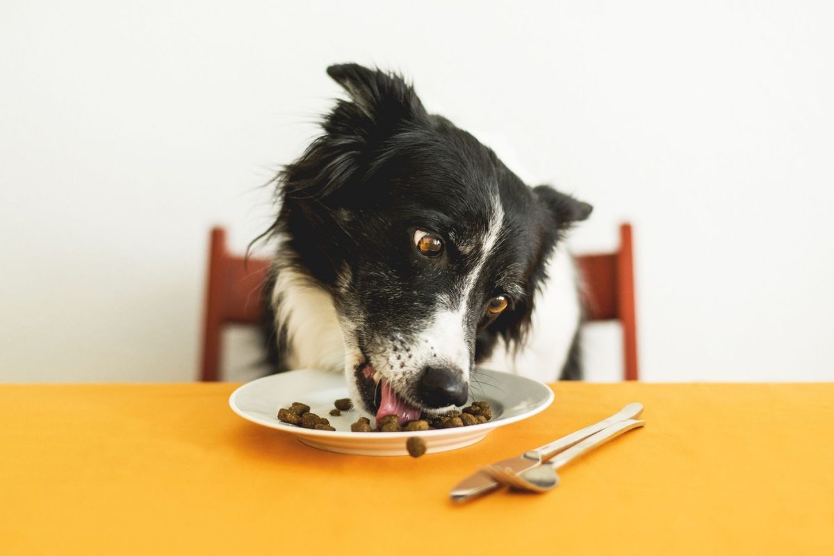 Food sensitivity in outlet dogs