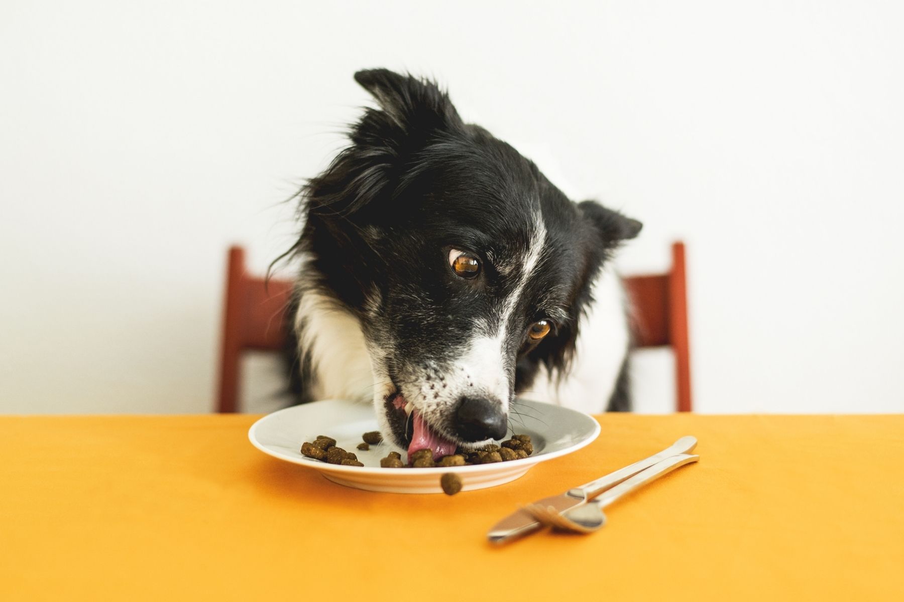 Common border store collie food allergies