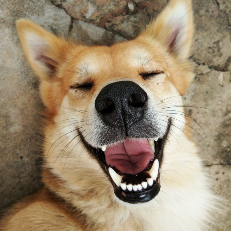 smiling dogs with human teeth